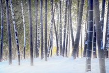 풍경갤러리 - 죽향