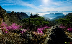 풍경갤러리 - 구봉산의 진달래 핀 전경