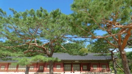 풍경갤러리 - 노송