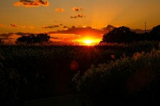 풍경갤러리 - 하늘공원 일몰