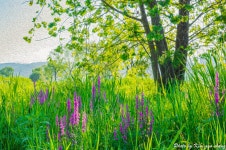 풍경갤러리 - 유화같은 느낌으로