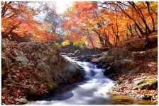 풍경갤러리 - 중미산계곡