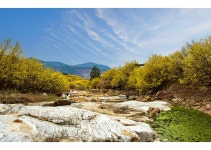 풍경갤러리 - 구례산수유