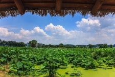 풍경갤러리 - 관곡지 연밭