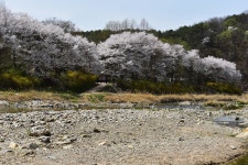 풍경갤러리 - 천변의 벗꽃길.