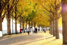 풍경갤러리 - 은행나무길 아침풍경