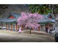 풍경갤러리 - 봄 나드리