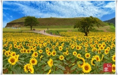 풍경갤러리 - 연천호로고루 해바라기