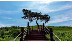 풍경갤러리 - 수영성 소나무