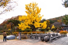 풍경갤러리 - 임고서원