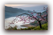 풍경갤러리 - 복사꽃향기속으로
