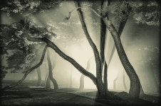 풍경갤러리 - 임한리 솔밭