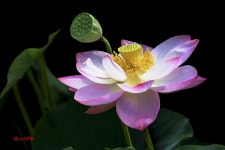 풍경갤러리 - 연꽃 일생