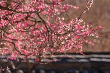 풍경갤러리 - 매화의합창