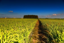 풍경갤러리 - 황금들녁