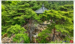 풍경갤러리 - 낙화암 소나무소경