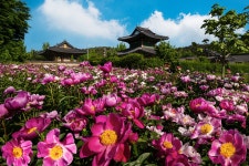 풍경갤러리 - 사찰앞작약