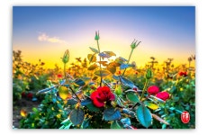 풍경갤러리 - 햇살품은 장미