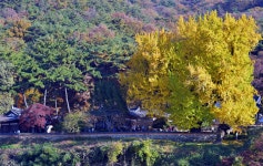 풍경갤러리 - 금시당