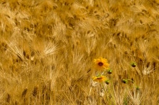 풍경갤러리 - 보리밭과 금계국