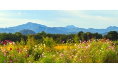 풍경갤러리 - 꽃피는아침