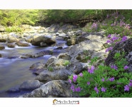 풍경갤러리 - 지리산의 봄날