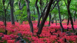 풍경갤러리 - 숲속의 꽃무릇