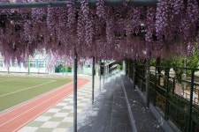 풍경갤러리 - 상인초 등나무..