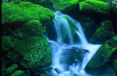 풍경갤러리 - 이끼계곡