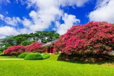 풍경갤러리 - 2024 포충사 배롱나무