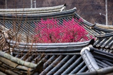 풍경갤러리 - 고택과 홍매화