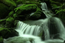 풍경갤러리 - 이끼계곡