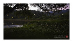 풍경갤러리 - 반딧불이의 향연,,,