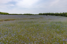 풍경갤러리 - 아그로랜드 태신목장 수례국화
