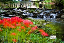 풍경갤러리 - 선운사 에서