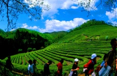 풍경갤러리 - 차밭