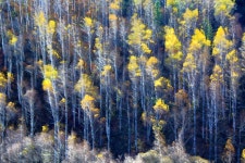 풍경갤러리 - 자작숲