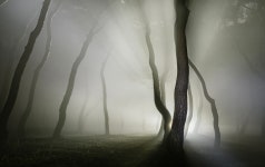 풍경갤러리 - 솔밭 풍경