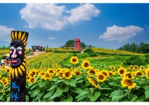풍경갤러리 - 함안~해바라기