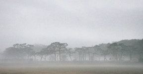 풍경갤러리 - 마을 어귀 소나무