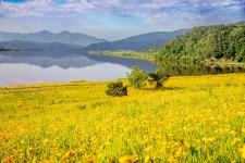 풍경갤러리 - 낙동강변 금계국
