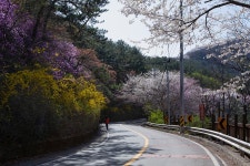 풍경갤러리 - 산마루 꽃길