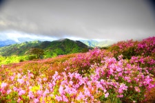 풍경갤러리 - 황매산