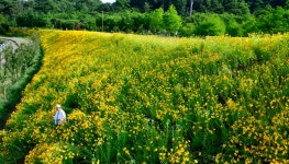 풍경갤러리 - 南江뚝방 꽃길