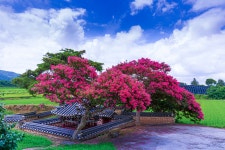 풍경갤러리 - 효감천 배롱나무