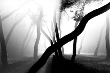 풍경갤러리 - 솔밭에서