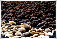 풍경갤러리 - 버섯마을