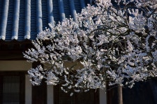 풍경갤러리 - 금시당 매화