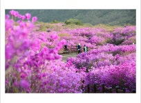 풍경갤러리 - 비슬산