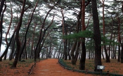 풍경갤러리 - 소나무숲길